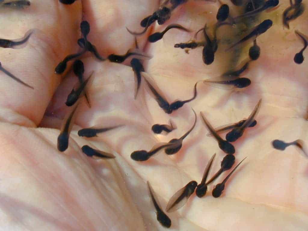 Larval Amphibian Identification Workshop @ Oxbow Associates Inc.