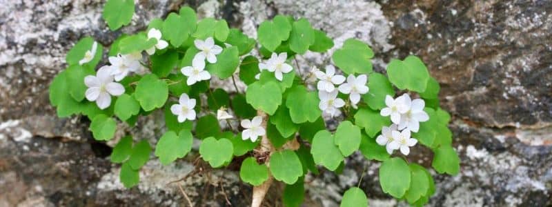 Spring Ephemerals Walk