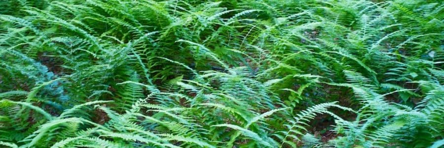 Fern Identification Walk