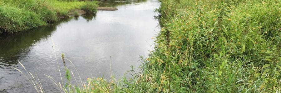 AMWS: Late Season Grasses