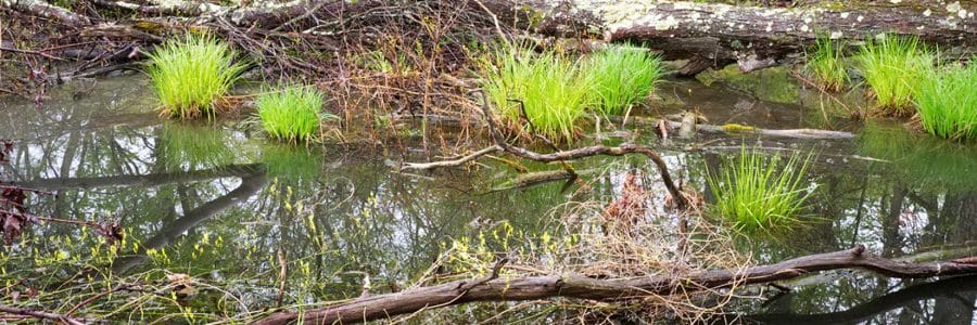 AMWS: Late Season Sedges
