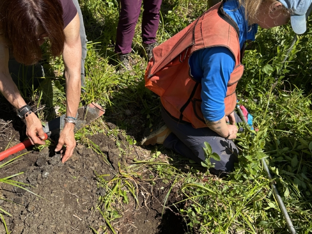 Attendees kneeling to examine a dug soil pit in a grassy field.
