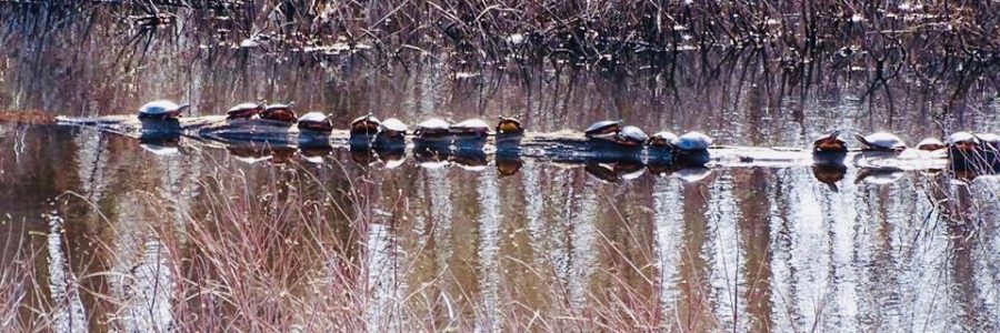 Challenging Wetland Delineations 3