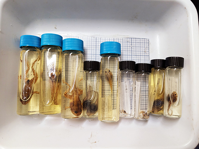Preserved larval amphibian specimens in glass vials for an identification workshop.