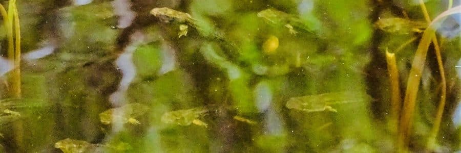 Larval Amphibian Identification Workshop