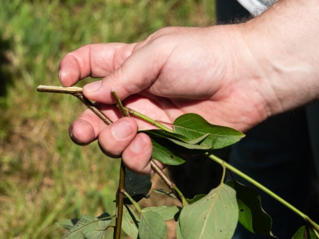 Close-up of a hand scraping a woody twig to examine the inner bark layer.