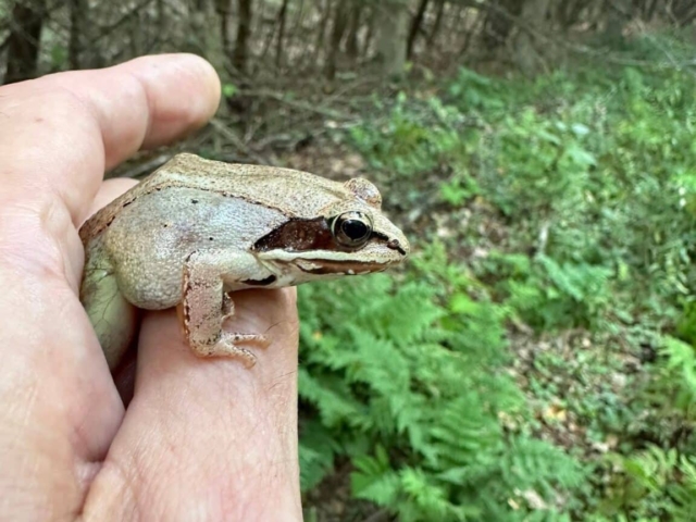 Close-up of a wood frog being held in a hand during the Wachusett Bioblitz.